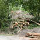 Felling gum trees 2 Oct. 2014. Cambridge Tree Trust